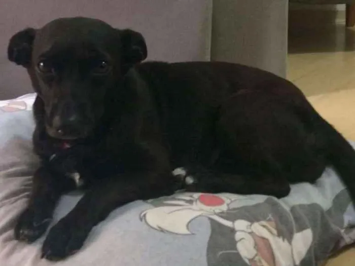Cachorro ra a SRD idade 5 anos nome Nina