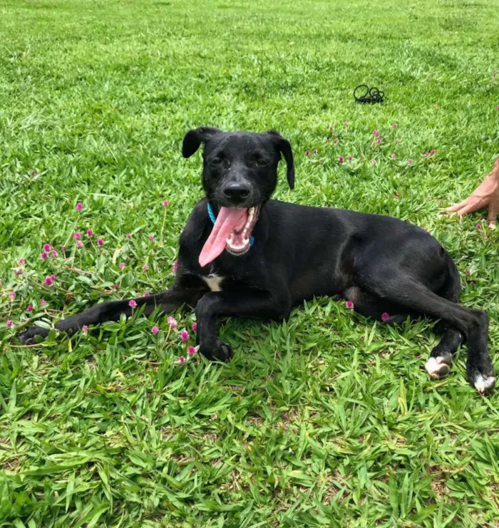Cachorro ra a Vira lata idade 1 ano nome Bill 