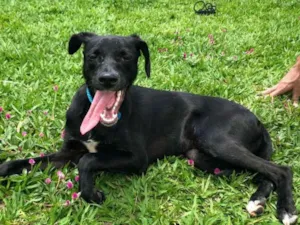 Cachorro raça Vira lata idade 1 ano nome Bill 