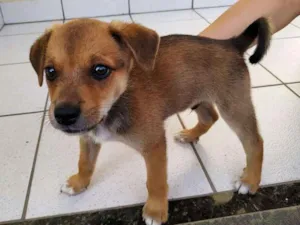 Cachorro raça SRD idade Abaixo de 2 meses nome S/ nome