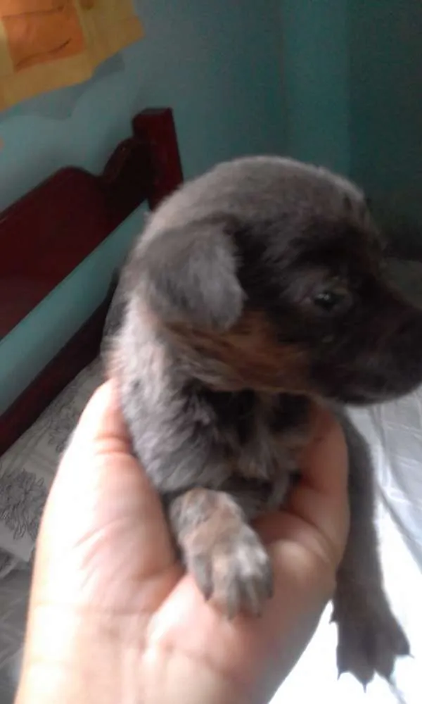 Cachorro raça srd idade Abaixo de 2 meses nome Não tem nome
