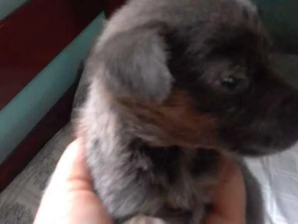 Cachorro raça srd idade Abaixo de 2 meses nome Não tem nome