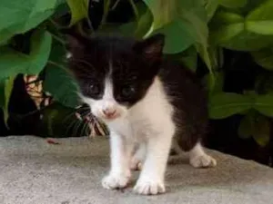 Gato raça SRD idade Abaixo de 2 meses nome Panda
