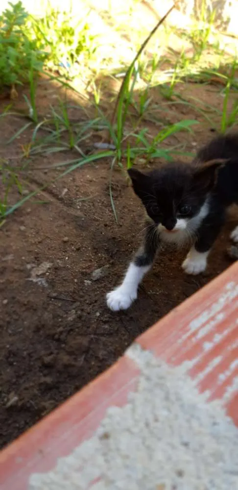 Gato raça SRD idade Abaixo de 2 meses nome Pintado