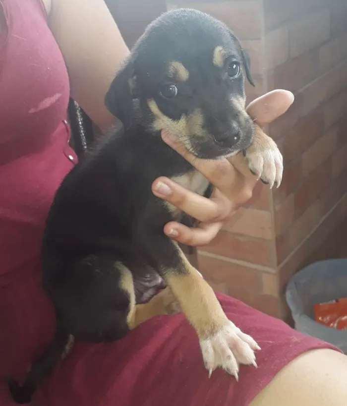 Cachorro ra a SRD idade Abaixo de 2 meses nome Billy