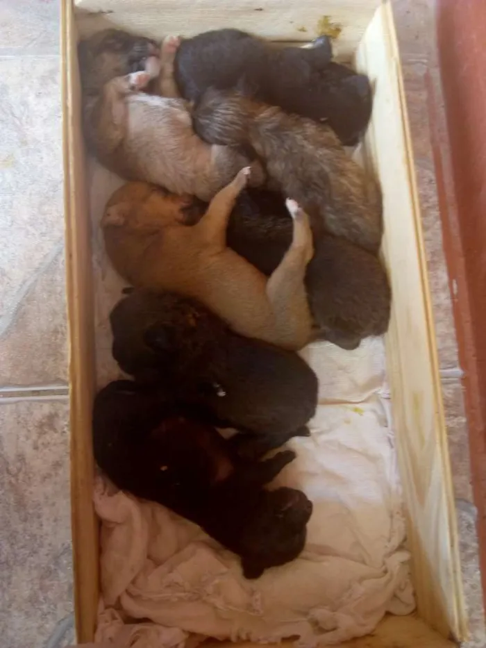 Cachorro ra a Srd idade Abaixo de 2 meses nome Uma ninhada de filho