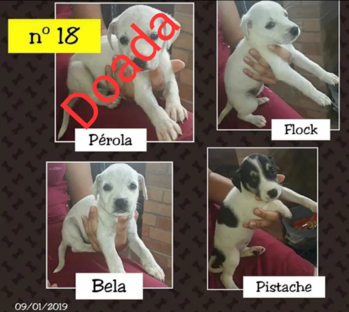 Cachorro ra a SRD idade Abaixo de 2 meses nome Flock, Bela, pistach