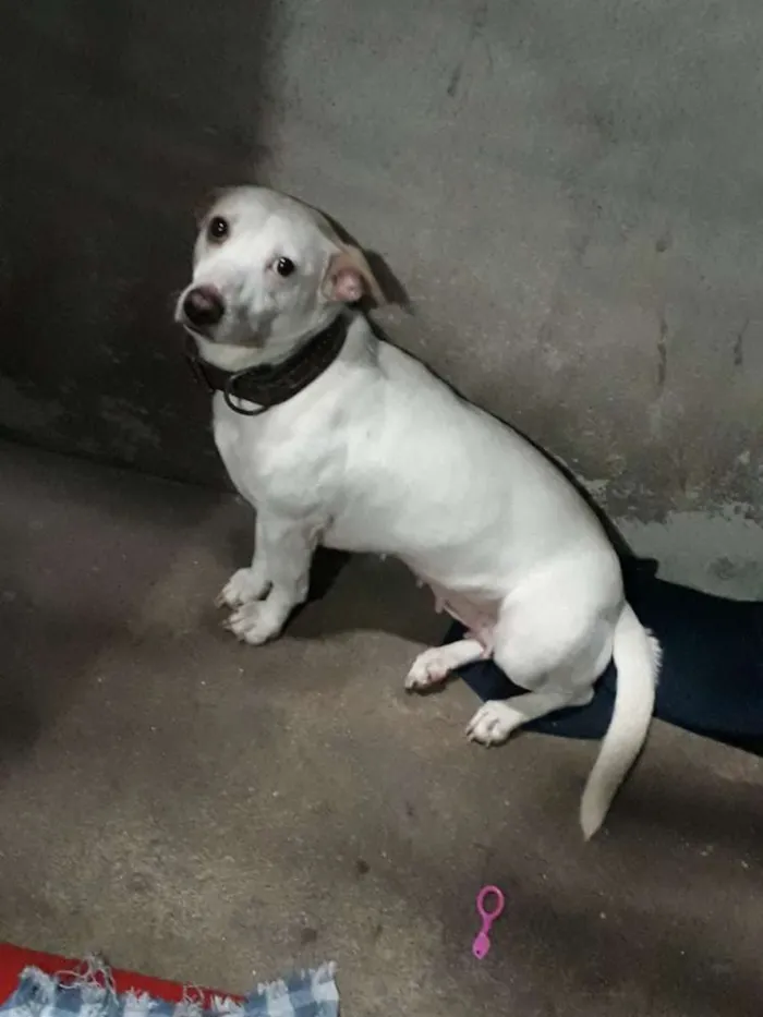 Cachorro ra a Vira lata idade 5 anos nome Natasha