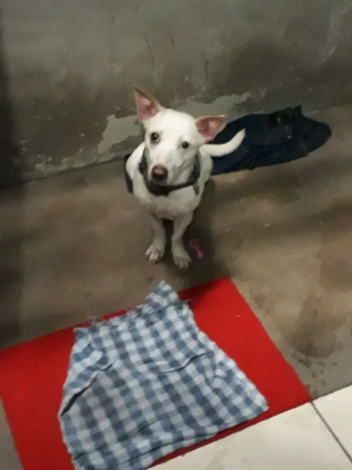 Cachorro ra a Vira lata idade 5 anos nome Natasha