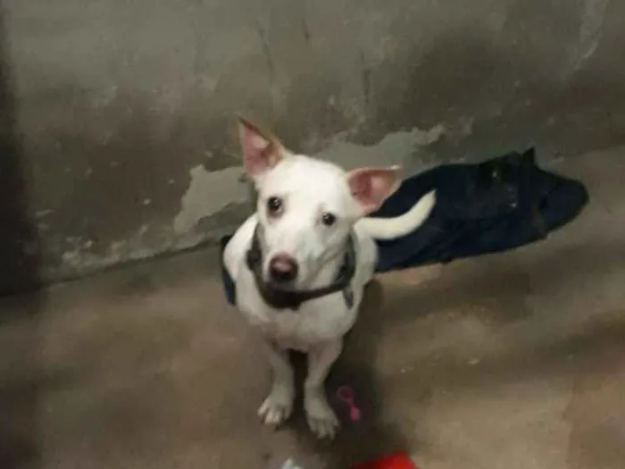 Cachorro ra a Vira lata idade 5 anos nome Natasha
