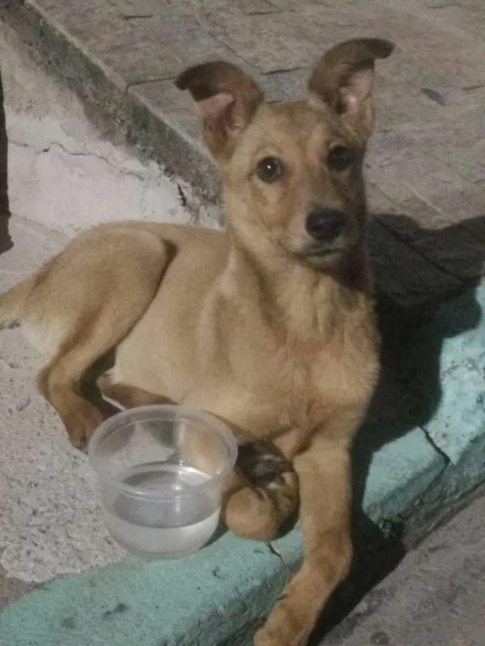 Cachorro ra a Srd idade 2 a 6 meses nome Paçoca 