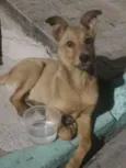 Paçoca