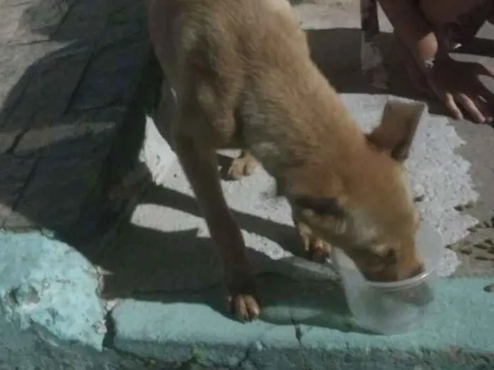 Cachorro ra a Srd idade 2 a 6 meses nome Paçoca 