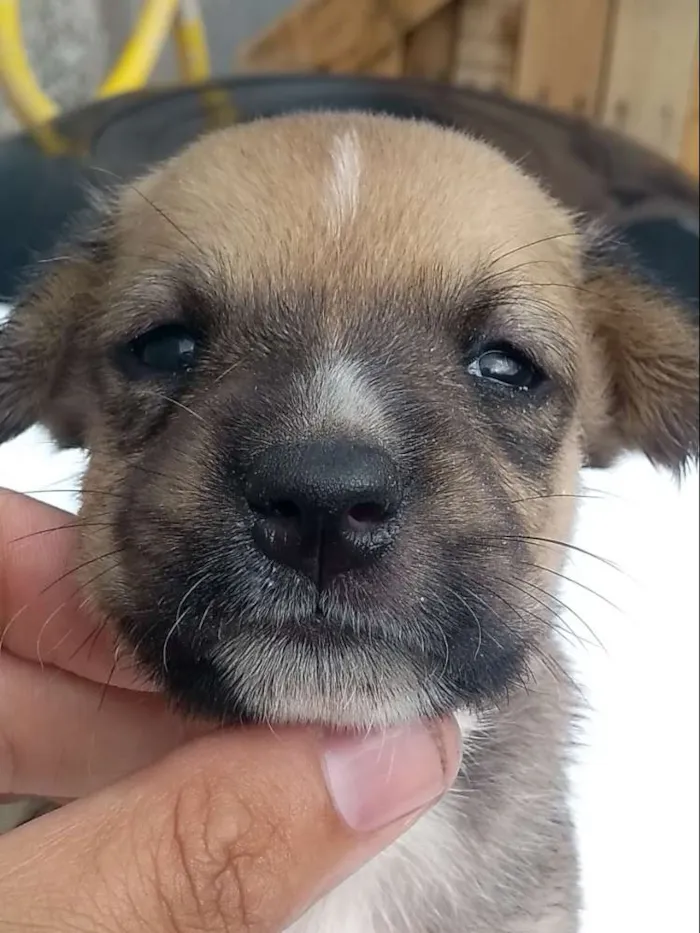 Cachorro ra a Mestiça idade Abaixo de 2 meses nome 1 cadelinha filhote