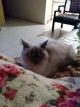 Lily