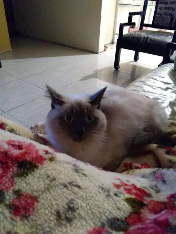 Gato ra a Siamês idade 1 ano nome Lily