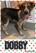 DOBBY