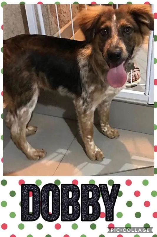 Cachorro ra a SRD idade 7 a 11 meses nome DOBBY