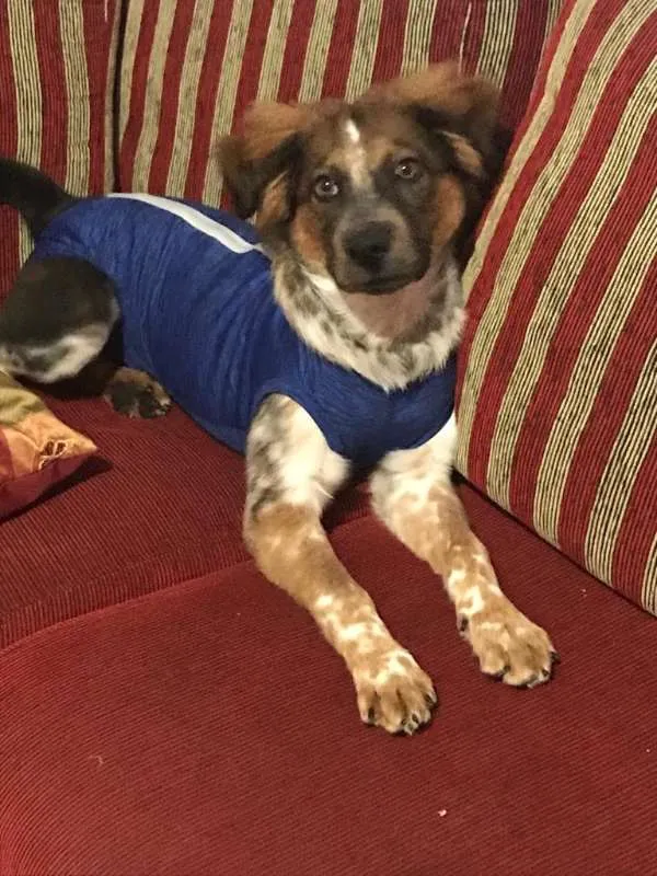 Cachorro ra a SRD idade 7 a 11 meses nome DOBBY