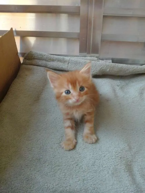 Gato ra a  idade  nome Dalila