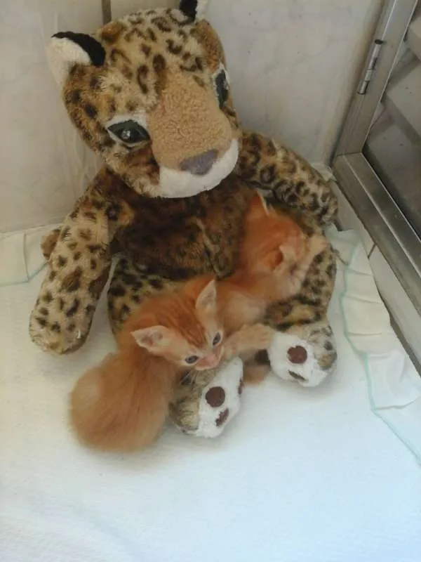 Gato ra a  idade  nome Dalila