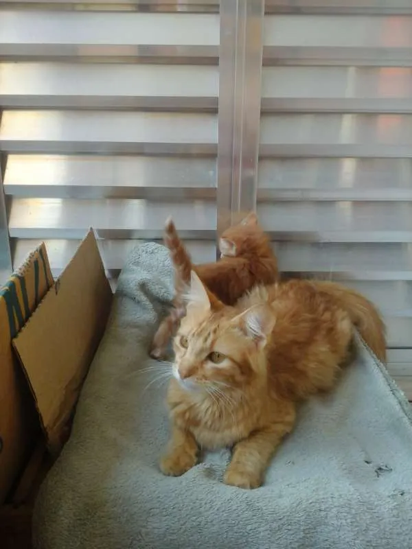 Gato ra a  idade  nome Dalila