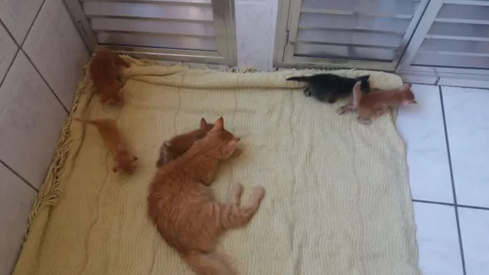 Gato ra a  idade  nome Dalila