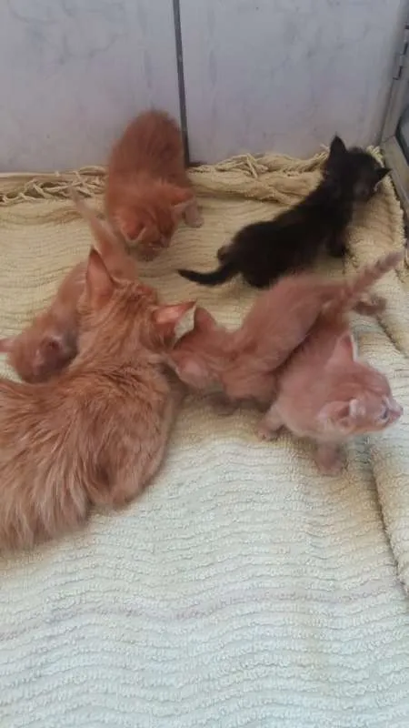 Gato ra a  idade  nome Dalila