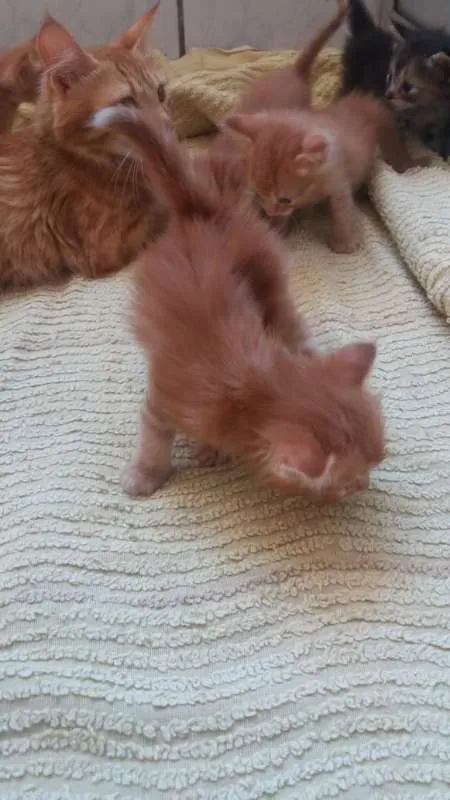 Gato ra a  idade  nome Dalila