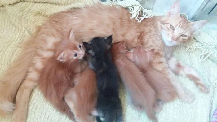 Gato ra a  idade  nome Dalila