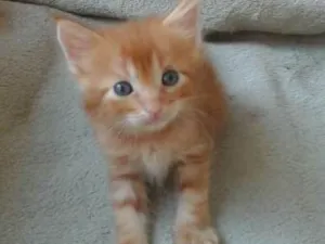 Gato raça  idade  nome Dalila