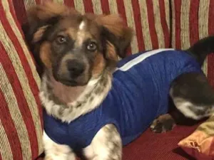 Cachorro raça SRD idade 7 a 11 meses nome DOBBY