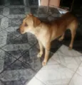 Paloma