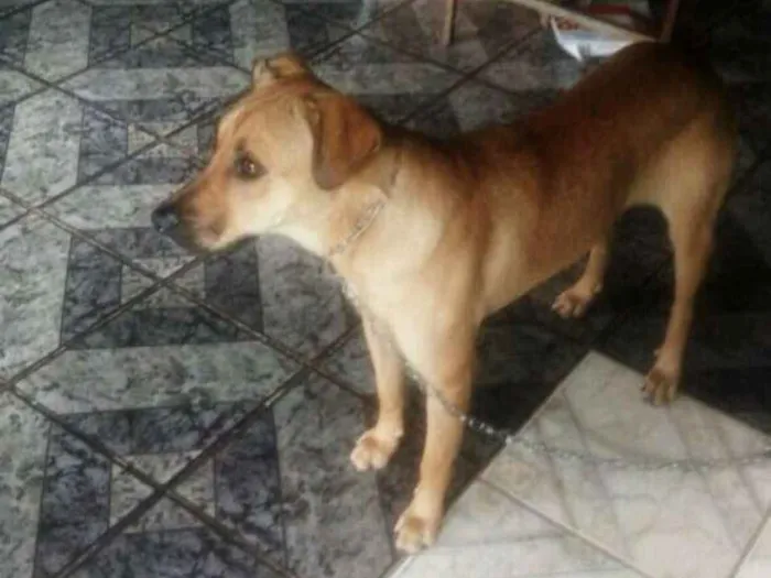Cachorro ra a Viralata  idade 1 ano nome Paloma