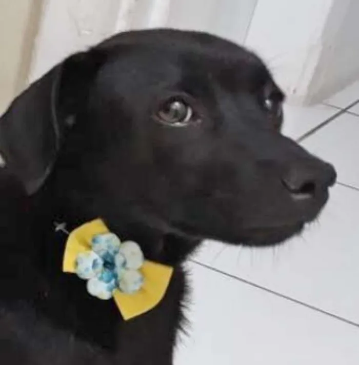 Cachorro ra a SRD idade 1 ano nome KARINA