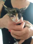 Mel