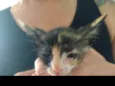Mel