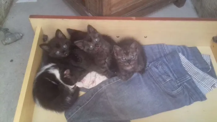 Gato raça Viralatas idade Abaixo de 2 meses nome Sem nomes