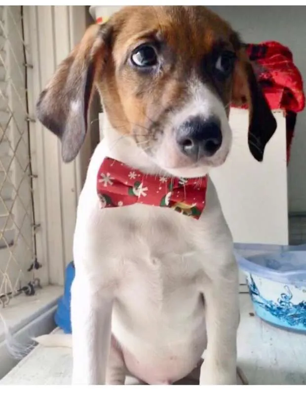 Cachorro ra a SRD idade 2 a 6 meses nome MELOSO