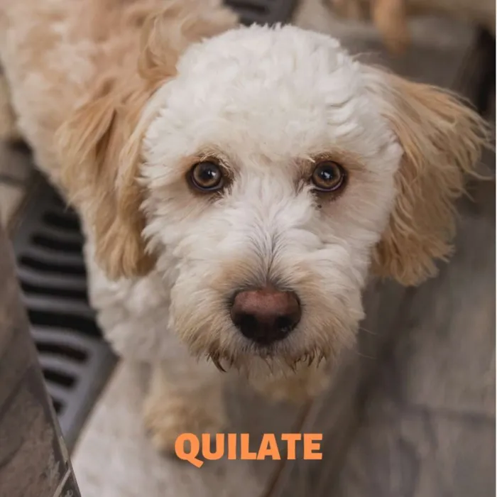 Cachorro ra a Srd idade 1 ano nome QUILATE-PORTE P