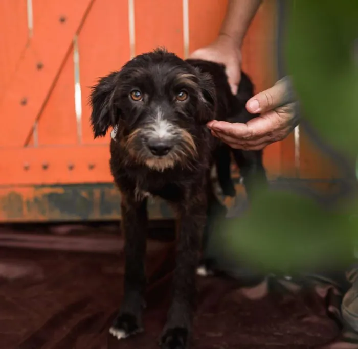 Cachorro ra a Srd idade 1 ano nome BODINHO-PORTE P