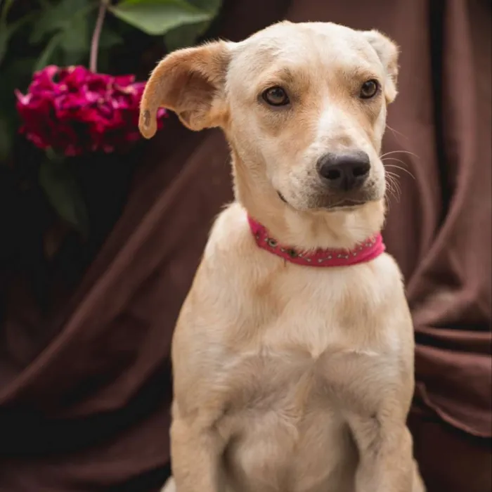 Cachorro ra a Srd idade 1 ano nome MÔNICA 