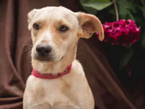 Cachorro raça Srd idade 1 ano nome MÔNICA 