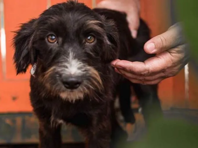 Cachorro ra a Srd idade 1 ano nome BODINHO-PORTE P