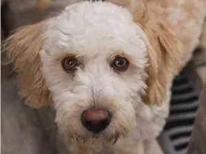 Cachorro raça Srd idade 1 ano nome QUILATE-PORTE P