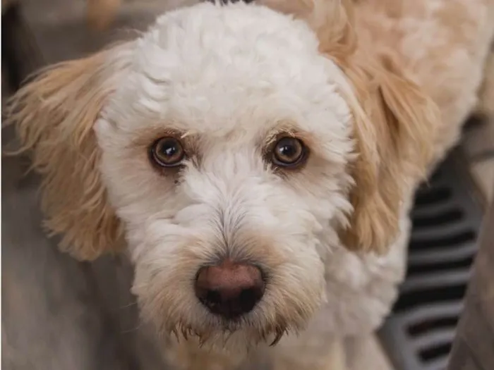 Cachorro ra a Srd idade 1 ano nome QUILATE-PORTE P
