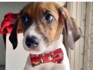 Cachorro raça SRD idade 2 a 6 meses nome MELOSO