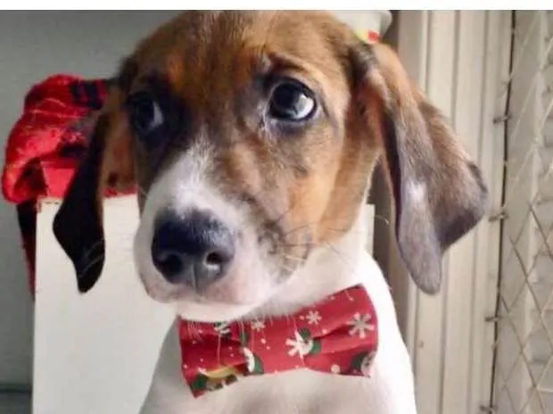 Cachorro ra a SRD idade 2 a 6 meses nome MELOSO