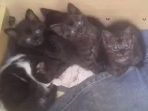 Gato raça Viralatas idade Abaixo de 2 meses nome Sem nomes