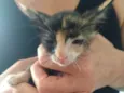Mel